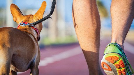 Los perros ayudan a curar el cáncer en personas y los médicos revelan cómo