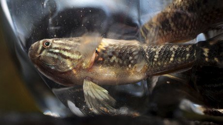 El "pez sambo", ¿la solución definitiva al virus del Zika?