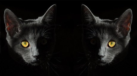 ¿Su gato lo está vigilando?: Científicos describen una rara enfermedad mental