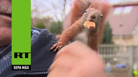 La ardilla que no se separa de su mejor amigo (humano)