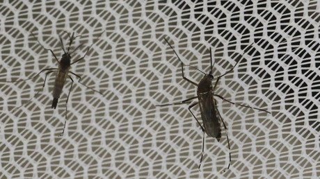 Temibles pandillas latinoamericanas impiden la lucha contra el zika