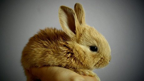 ¿Salto pionero hacia la inmortalidad? Recuperan un cerebro de conejo tras ser criogenizado