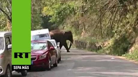 Un elefante ‘fuera de control’ desata el pánico entre conductores