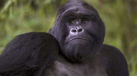 "Los monos evolucionaron de los judíos": columnista turco dice que Darwin iba contra los musulmanes