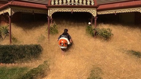 Pánico peludo: ciudad australiana está siendo 'devorada' por una planta extraña (Video)