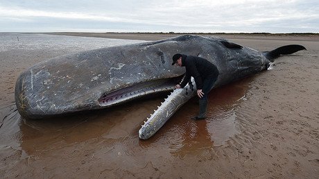 Cetáceos suicidas: ¿qué hay detrás de las muertes en masa de cachalotes en Europa?