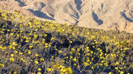 Cuando la vida vence a la muerte: el lugar más caluroso de la Tierra se cubre de flores