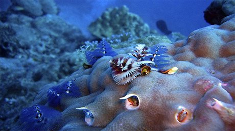 Descubren cuáles fueron los primeros animales sobre la faz de la tierra
