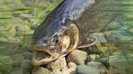 Los salmones de EE.UU. portan restos de múltiples fármacos peligrosos