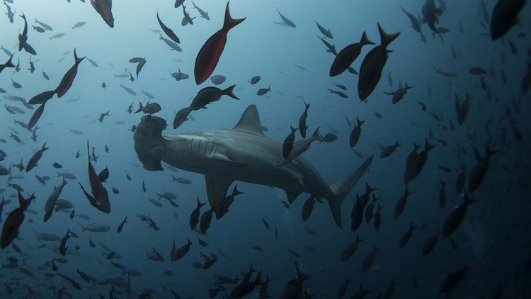 Revelan el origen del desconcertante zumbido que 'inunda' los rincones más profundos del océano