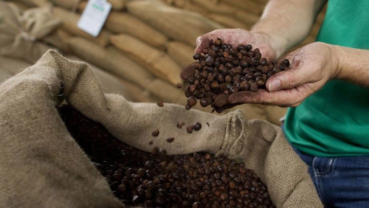 Dos grandes empresas de café admiten el riesgo del trabajo 'esclavo' en su cadena de suministro