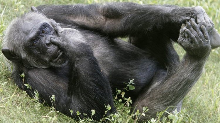 ¿Creen los chimpancés en dios? Descubren un comportamiento extraño en primates africanos (VIDEO)