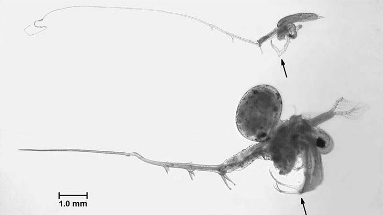 Una pulga 'soviética' ha generado pérdidas por más de 100 millones de dólares en EE.UU.