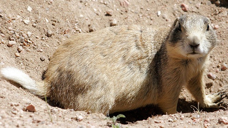 Biólogos logran 'desenmascarar' al primer asesino en serie entre mamíferos herbívoros