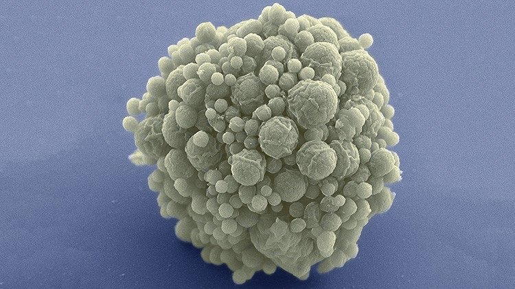 Científicos crean un microbio con la menor cantidad de genes y explican por qué es importante