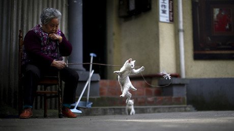 ¿Habla con acento su gato? Los científicos descifran el idioma de felinos