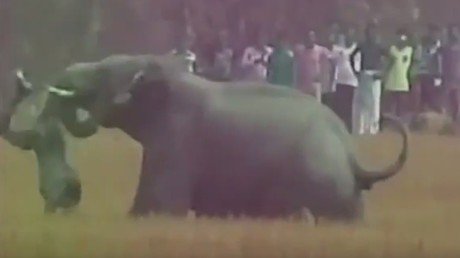 Un elefante lanza a un hombre por los aires y lo pisotea hasta la muerte