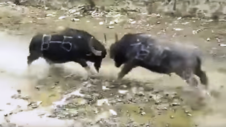 Dos búfalos mueren instantáneamente tras un brutal choque frontal