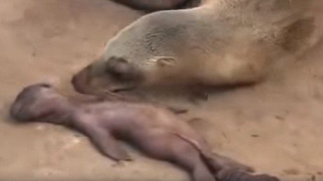 Una leona marina llora desconsoladamente la muerte de su cría 