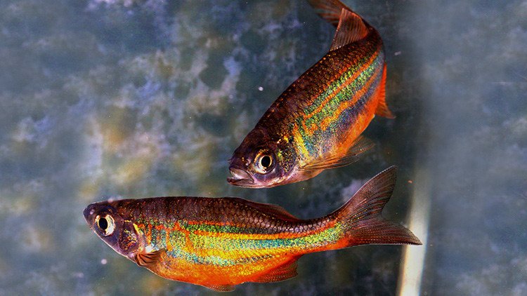 Una excusa para los perdedores: los científicos culpan de las derrotas a la actividad neuronal