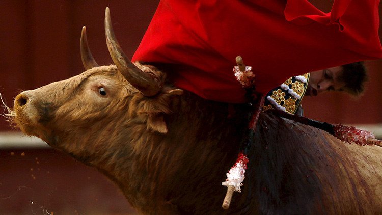 FUERTES IMÁGENES (18+): ¿Arte o crueldad? La polémica sobre el toreo no cesa