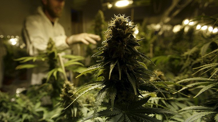 Más de 1000 personalidades mundiales piden un giro en la "desastrosa" guerra contra las drogas 