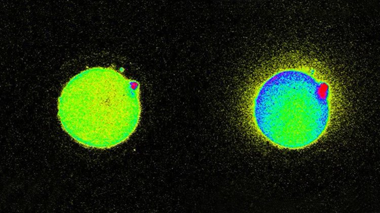 La chispa de la vida: detectan el destello que se produce durante la concepción (VIDEO, FOTOS)