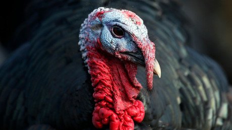 Un niño de dos años habla con los pavos en su 'idioma' y estos le responden