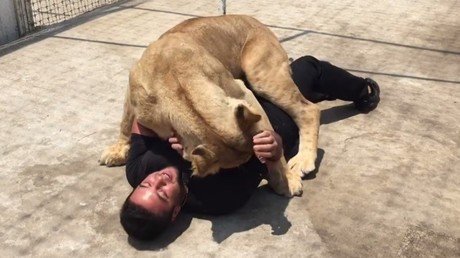 Una leona arroja al suelo un hombre y… lo abraza