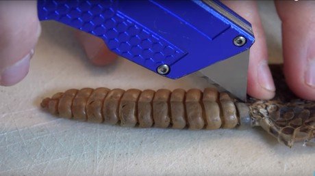 ¿Qué hay dentro del cascabel de una serpiente?