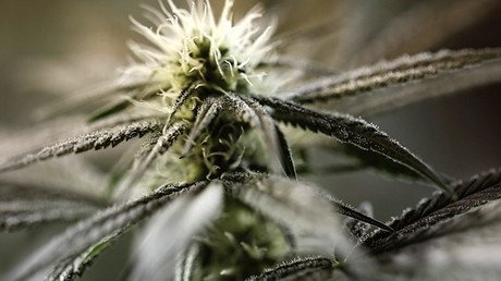 La marihuana podría ser la clave para mejorar la fertilidad de los hombres