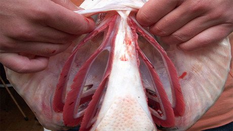 ¿Qué tienen en común nuestros brazos y las branquias de los tiburones?