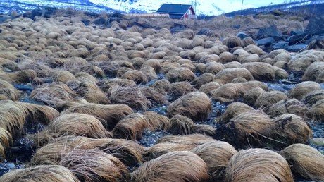 Secreto resuelto: Encuentran la "granja secreta de pelucas" de Trump