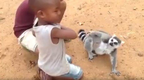 Un lémur exige que le rasquen el lomo