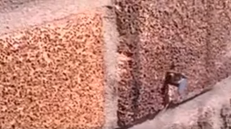 Las apariencias engañan: una 'superabeja' saca un clavo de la pared en pocos segundos