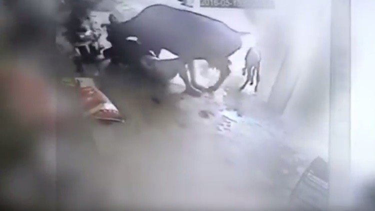 Una vaca embiste a un hombre que intenta abusar de una mujer