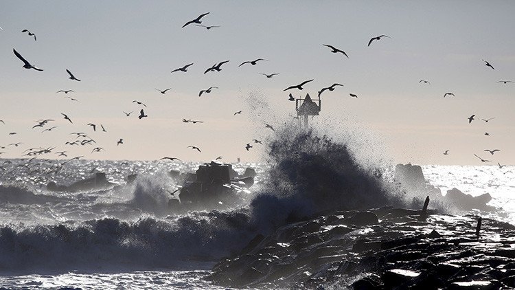 Descubren los restos de un antiguo bosque de más de 7.000 años (fotos)