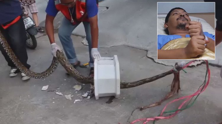 Pitón en el retrete: Visita rutinaria al baño se convirtió en un infierno para este hombre