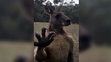 VIRAL: Un canguro se encuentra con un rival invencible y esto le pasó