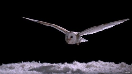 ¿Por qué las lechuzas no hacen ruido al volar?