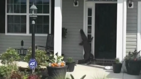 Un aligátor, ‘sorprendido’ cuando llamaba al timbre