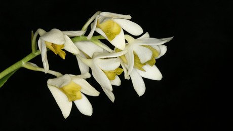 Las plantas que el mundo desconocía antes de 2015