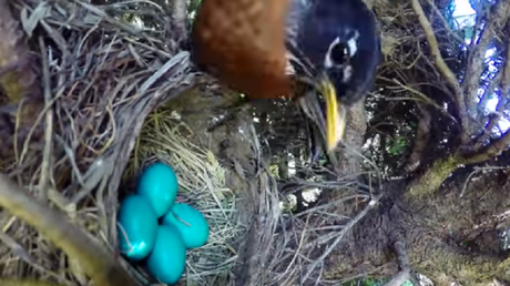 Inesperado y cruel final de un video que debía mostrar el nacimiento de unos polluelos