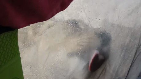 Se despiertan y ven a unos leones lamiendo su tienda de campaña