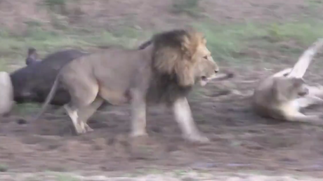 La ley del más 'vivo': Se merendaban un búfalo, pero se les escapó en medio de una pelea