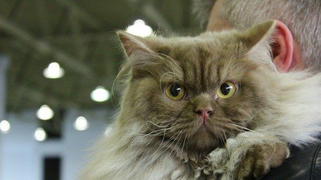 Un clérigo saudita prohíbe las selfis con gatos