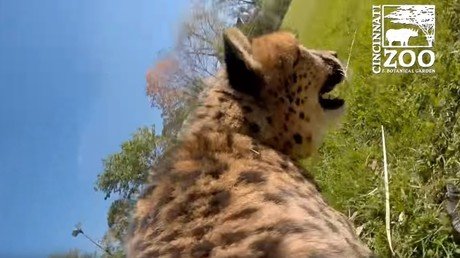 Así se ve en primera persona la velocidad del animal terrestre más rápido del mundo