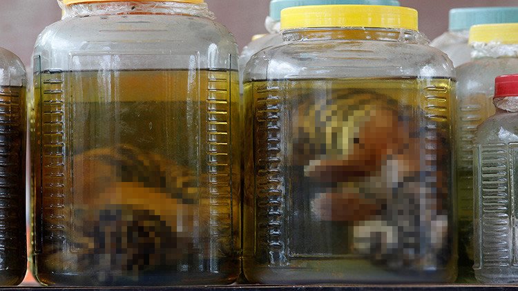 El macabro laboratorio budista: nuevos hallazgos en el Templo del Tigre agravan el escándalo