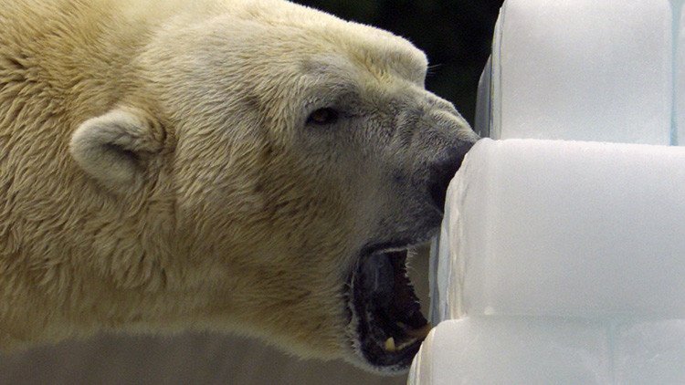 El Ártico podría quedarse sin hielo por primera vez en más de 100.000 años