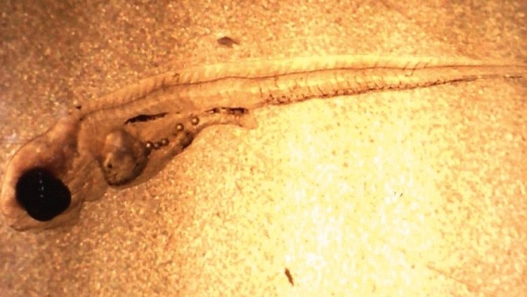 ¿Adictos a la comida basura?: los peces se aburren del plancton y se aficionan al plástico